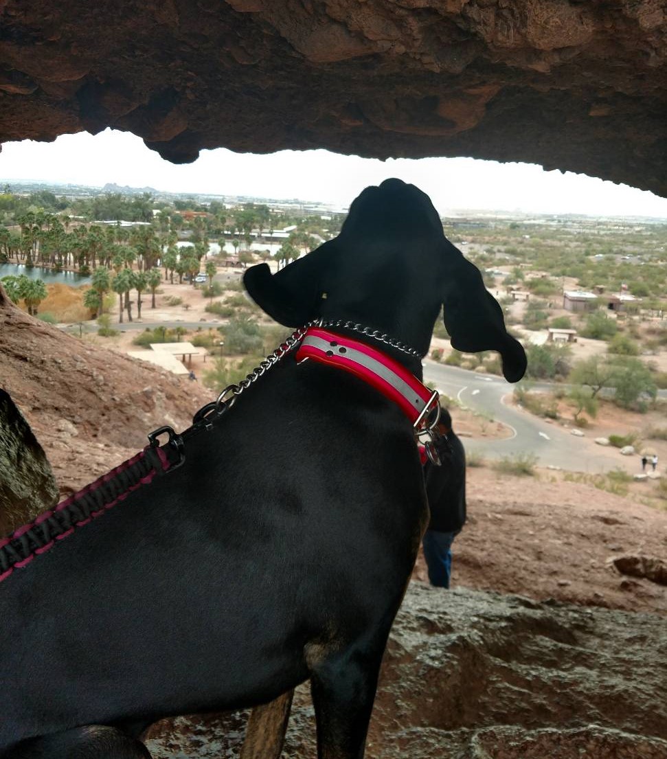 Daisy Mae, the oldest of Laurel Darren's two Plott Hounds, takes a moment to peer through a rock formation with her owner at one of the trademark Southwestern vistas seen on Phoenix hiking tours.