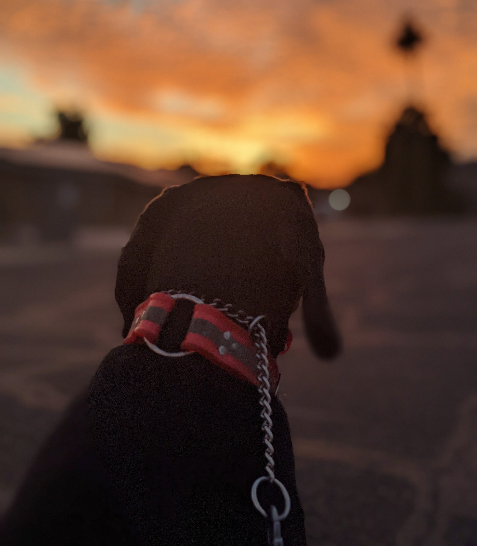 A gorgeous Arizona sunrise is among the fringe benefits of hiking early in the morning with your dog in Phoenix. The cooler temperatures are a bonus for our furry friends, too.