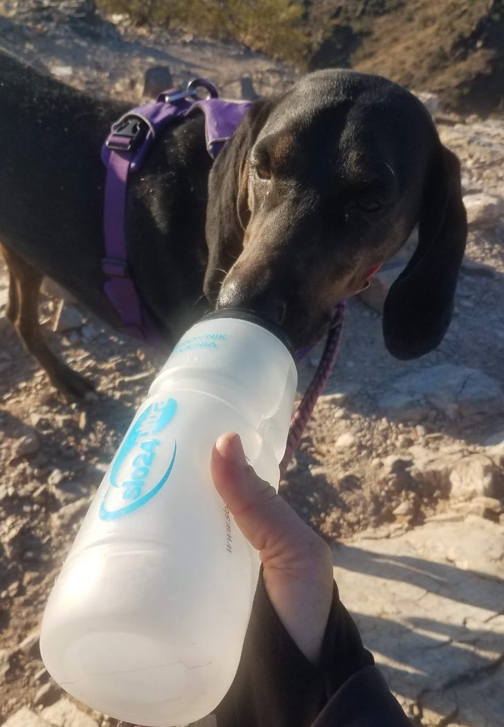 Daisy Mae takes a drink from a water bottle during a break with her best pal Laurel Darren during a dog hike in Phoenix. Keeping your pooch hydrated is a challenge during Phoenix hiking tours because of the Arizona heat. 