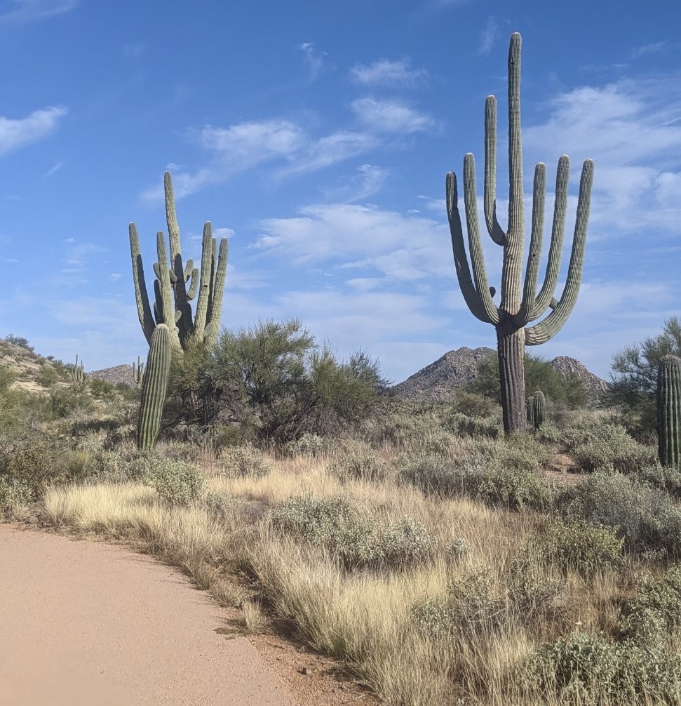 Three different species of cactus loom over this stretch of handicapped accessible trail at the new Camino Campana Trail in the McDowell Sonoran Preserve.