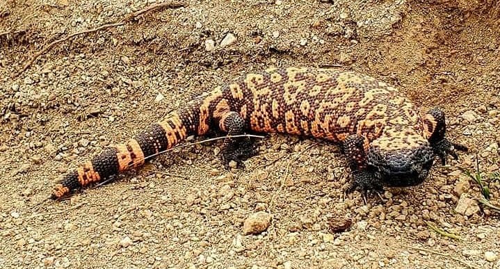 Seeing the elusive Gila Monster is akin to winning the lottery.