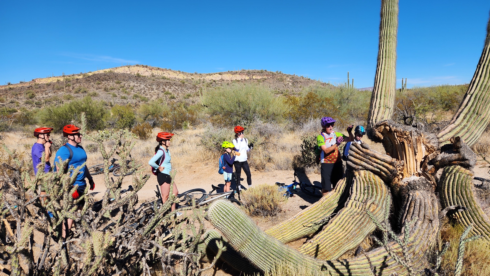 A Wild Bunch guide (far right) explains what happened to make the cactus pictured to collapse and die.