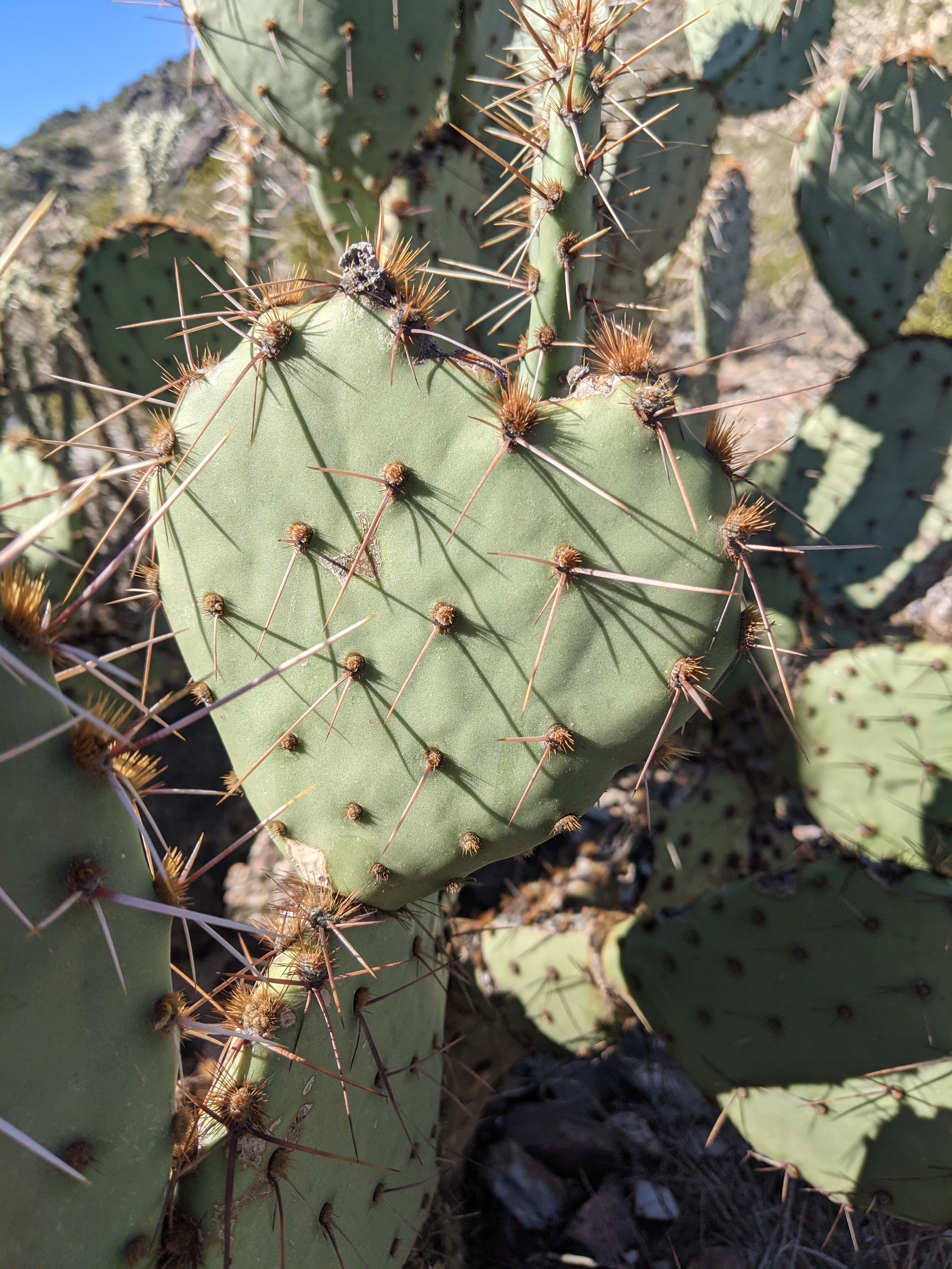 A heart-shaped cactus is another of the amazing sights to be seen during Phoenix hiking tours.