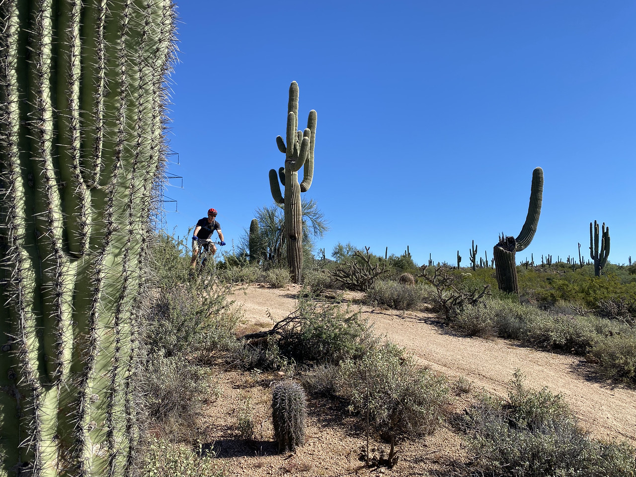 A mountain bike rider zooms down a thrilling stretch of trail flanked by several kinds of cactus on either side during a Phoenix mountain bike tour with the Wild Bunch Desert Guides. 