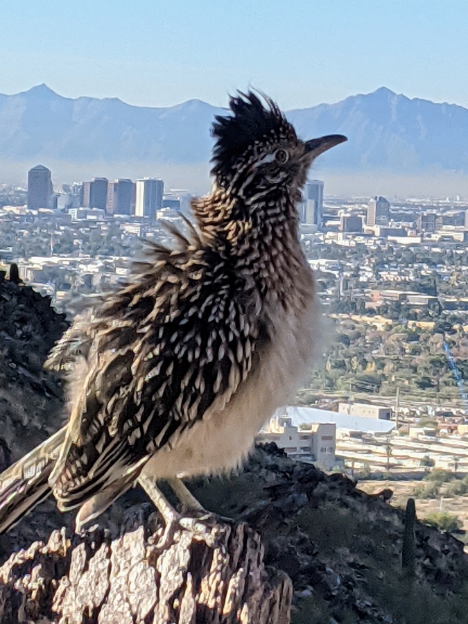 More than the guests and guides enjoy the scenic landscapes on Phoenix hiking tours.