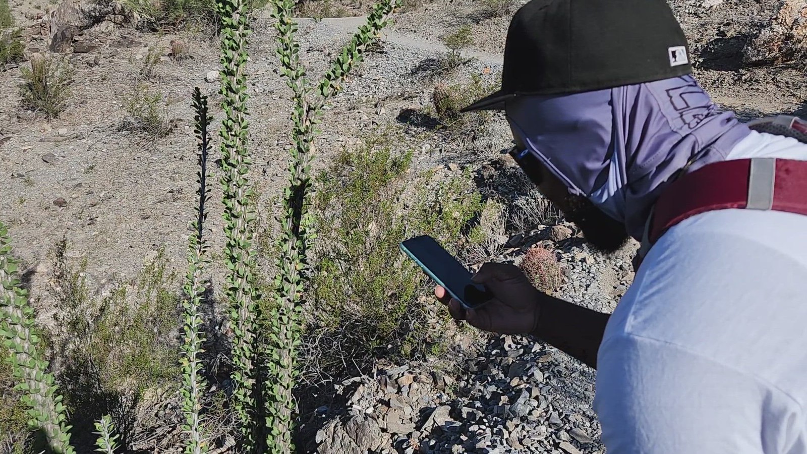 A Phoenix hiking tours guest pauses to take a picture of a species of cactus during a once-in-a-lifetime experience with the Wild Bunch.