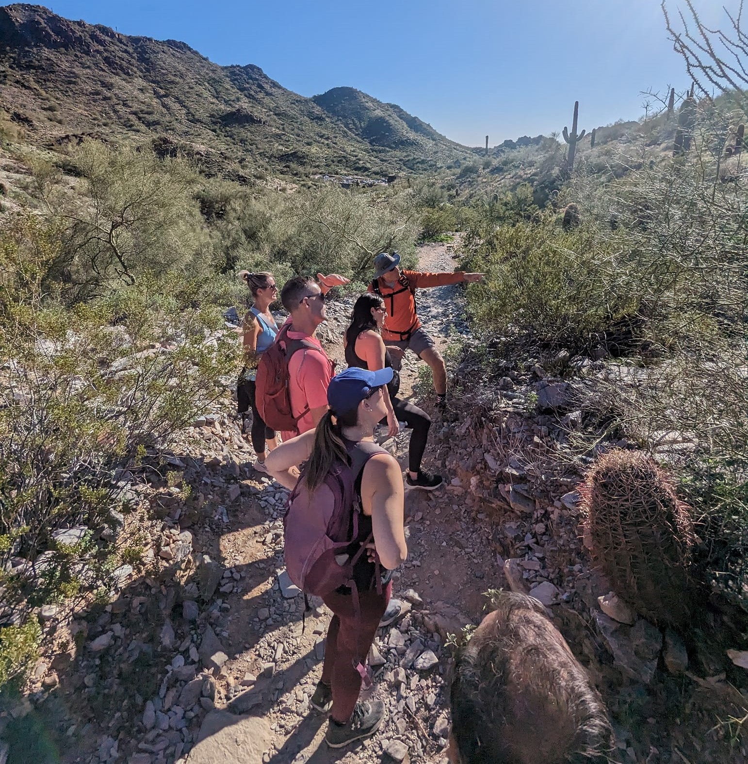 A Phoenix hiking tours group takes in the fabulous flora of the Sonoran Desert floor on a Wild Bunch adventure.