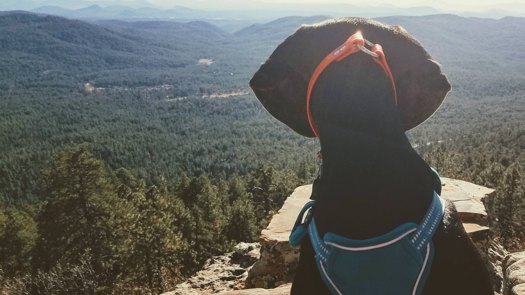 Waylon scans the vast natural beauty in the Valley of the Sun. Phoenix & Scottsdale is among the top areas in the country for hiking, with hundreds of miles of dog-friendly trails to offer visitors and their pooches.