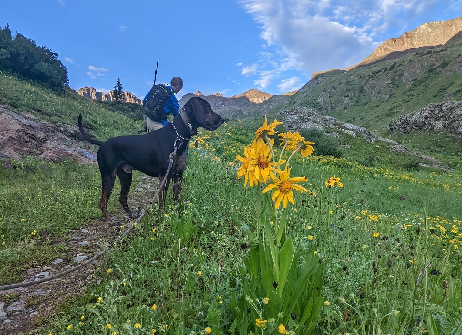 Waylon the Plott Hound searches for little creatures scurrying amid the amazing scenery in the American Basin. Included are the colorful and abundant bursts of wildflowers.