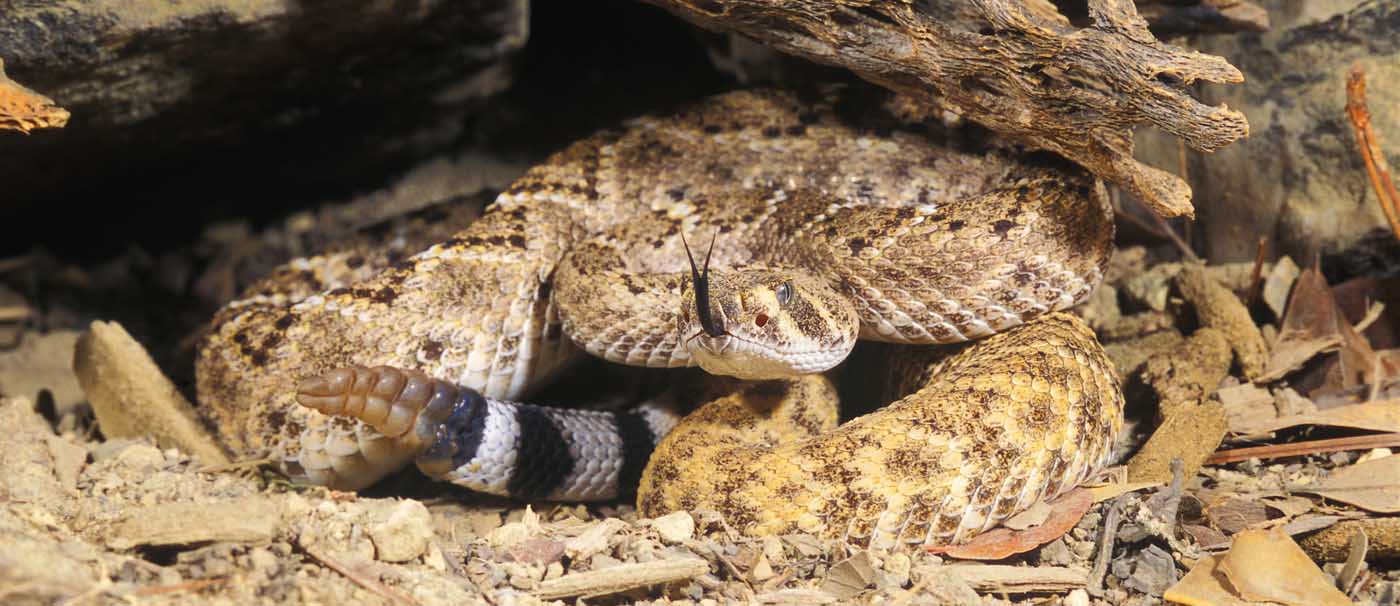 Western Diamondback Rattlesnake