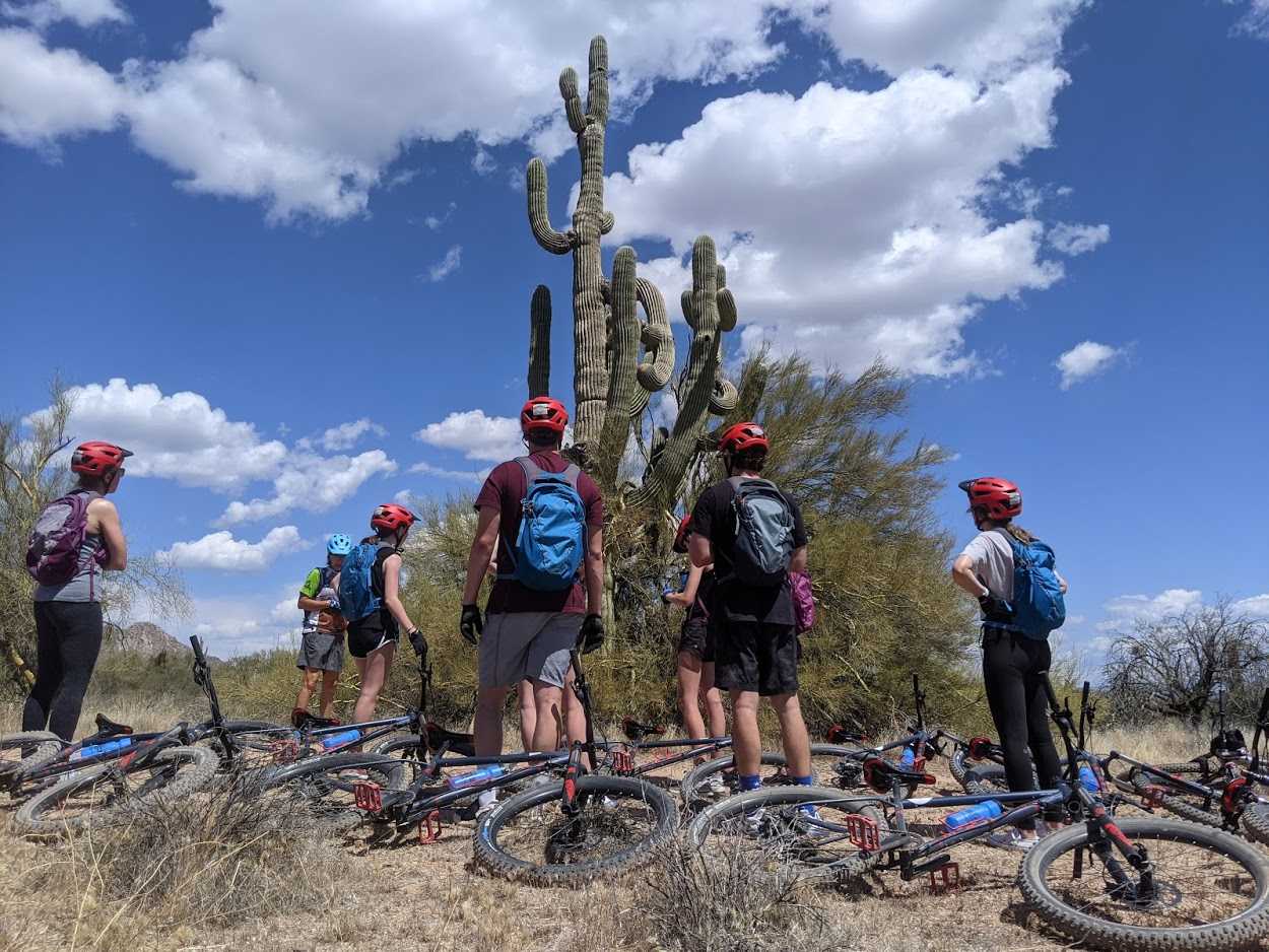 A Phoenix mountain bike tours group pauses to take in some iconic Sonoran Desert scenery during a journey with the Wild Bunch Desert Guides.