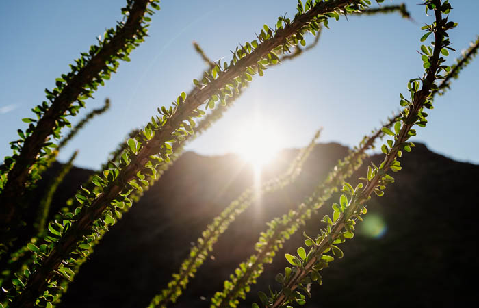 Ocotillo in Sonoran Desert